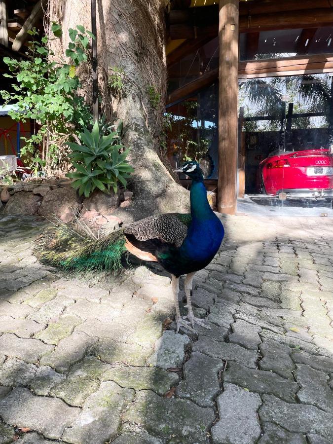 Pousada Familiar Casa Amarela São Gabriel Buitenkant foto